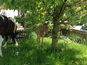 Fohlen8.jpg